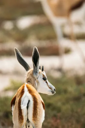 Springbok