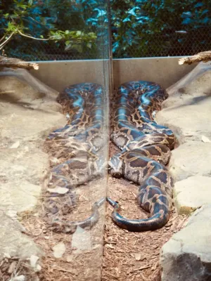 Snake In Enclosure