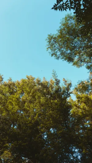 Treetops Against The Sky