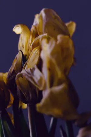 Dried Yellow Flowers