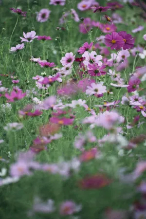 Floral Field