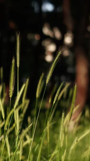 Grass In The Sunlight