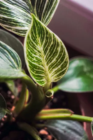 Green Leaf Close-Up