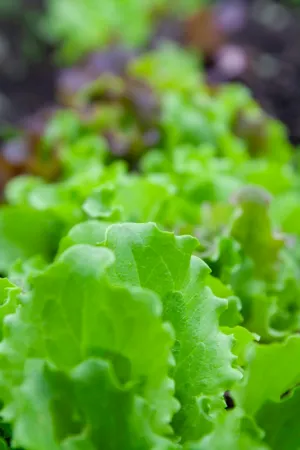Lettuce Garden