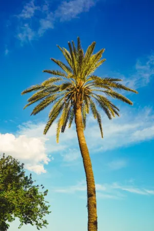 Palm Tree Against Blue Sky
