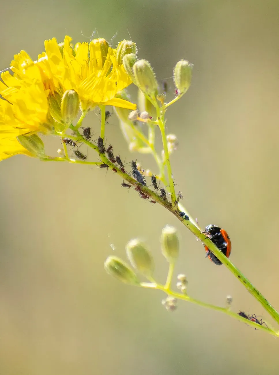 Ladybug And Ants On A Yellow Flower