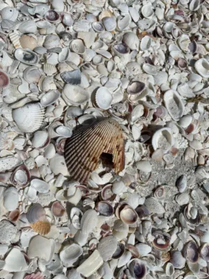 Beach Shells