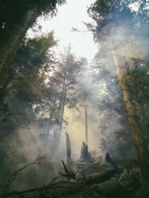 Forest Mist