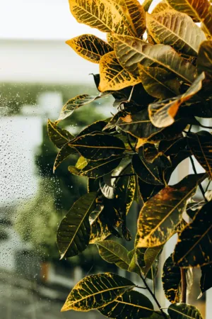 Rainy Day Window View
