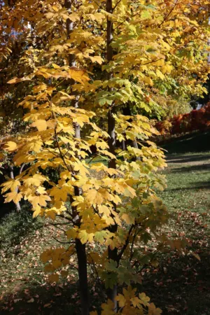 Autumnal Trees