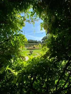 Garden View Through Trees