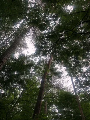 Forest Canopy