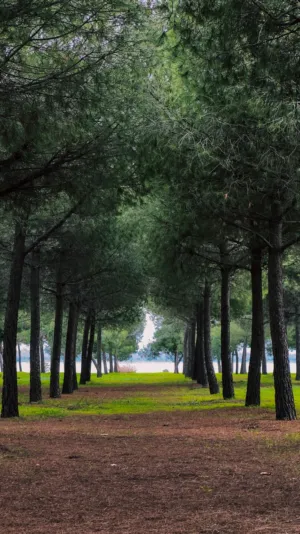 Forest Path