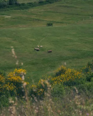 Green Pasture With Sheep