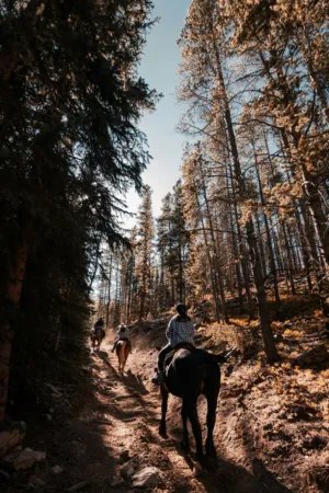 Horseback Riding In The Forest