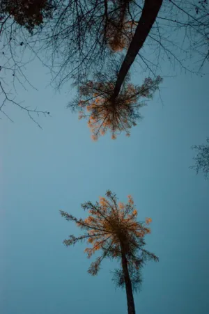 Autumnal Trees
