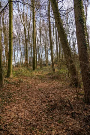 Autumn Forest Path