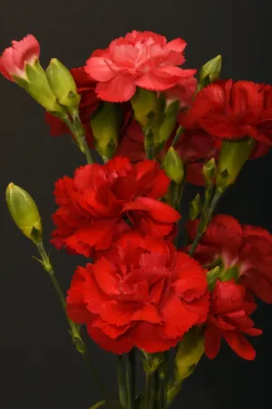Red Carnations
