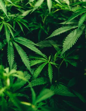 Green Leaves