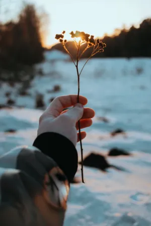 Hand Holding A Flower In Winter