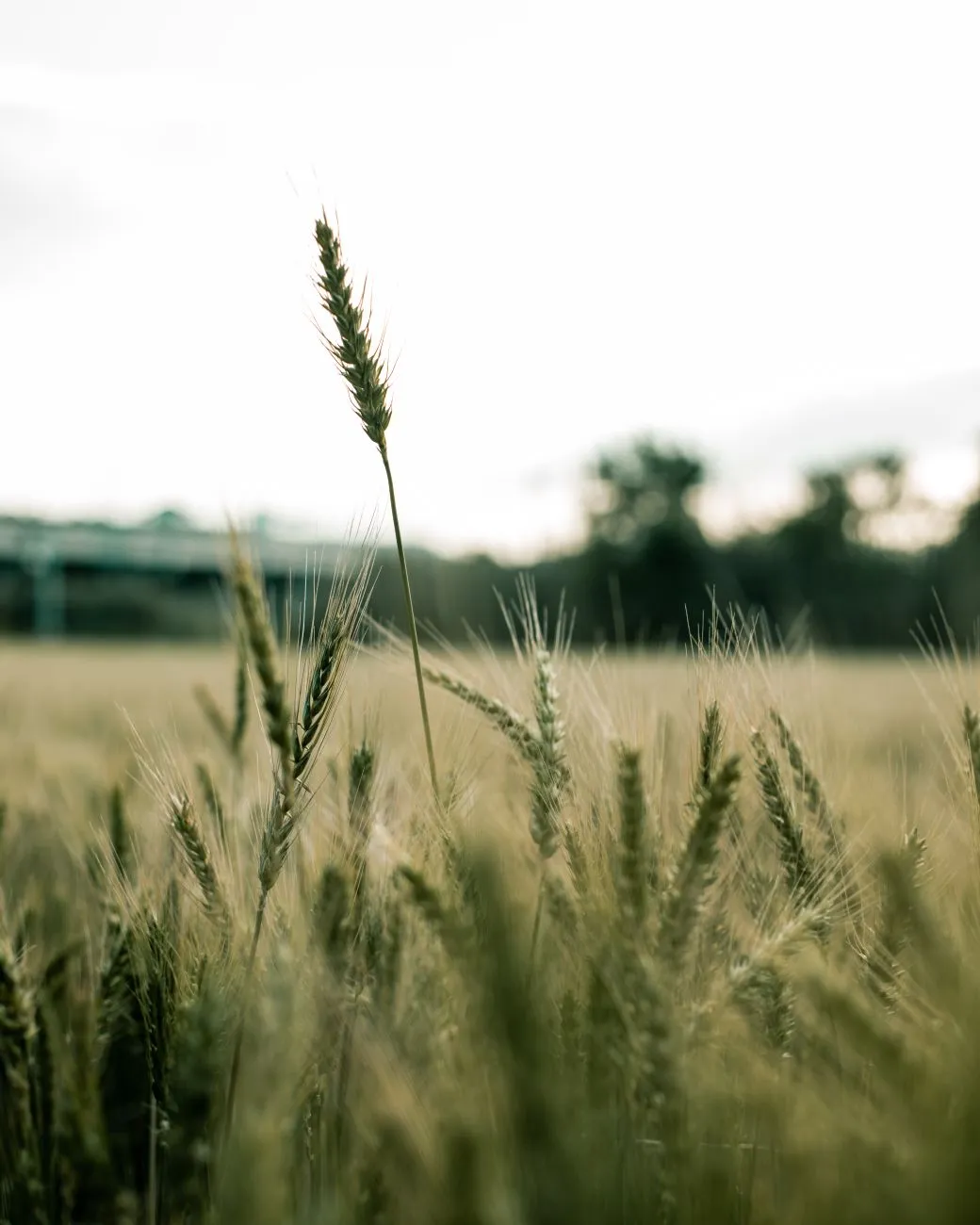 Green Wheat Field