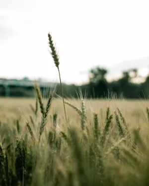Green Wheat Field