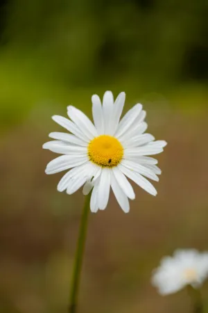 White Daisy