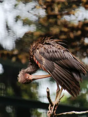 Wet Bird Grooming
