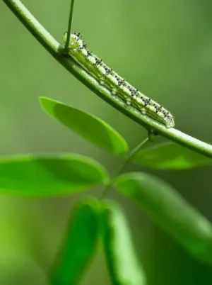 Green Caterpillar On A Stem