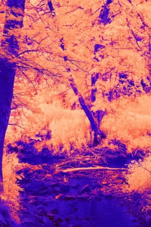 Infrared Forest