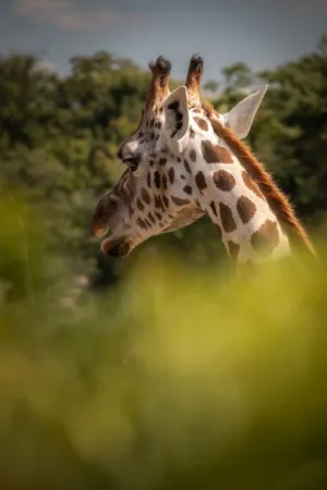 Long-Necked Animal