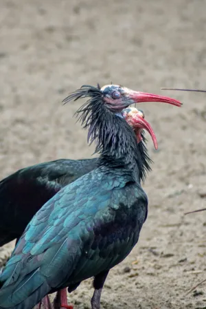 Northern Bald Ibis