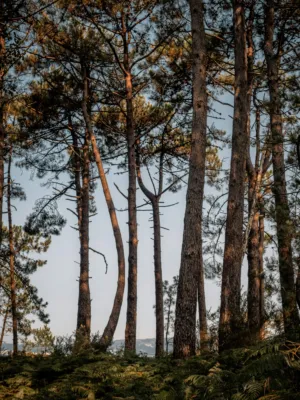 Forest At Dusk