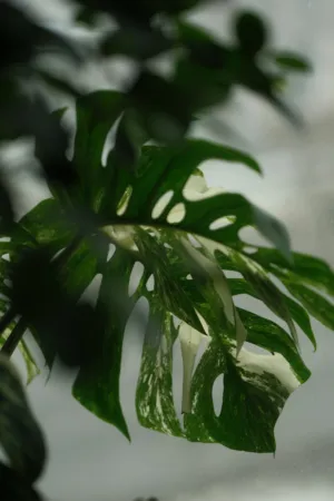 Monstera Deliciosa Leaf