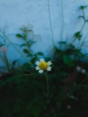 Single Daisy