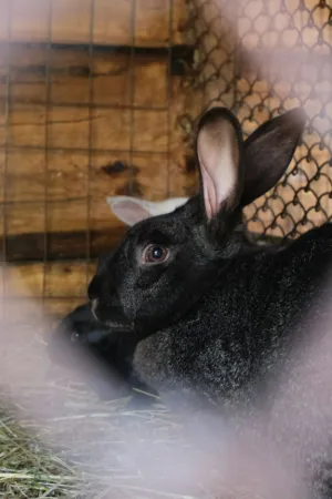 Black Rabbit In Cage