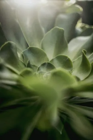 Green Plant Close-Up