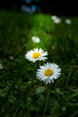 Daisy Flowers In The Grass