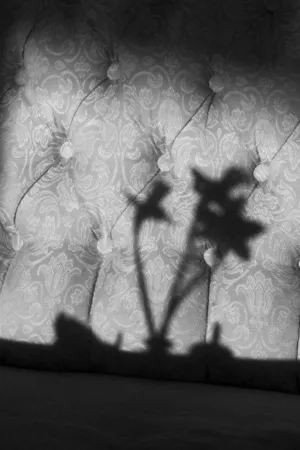 Floral Shadow On Upholstery