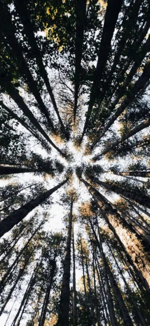 Tall Trees