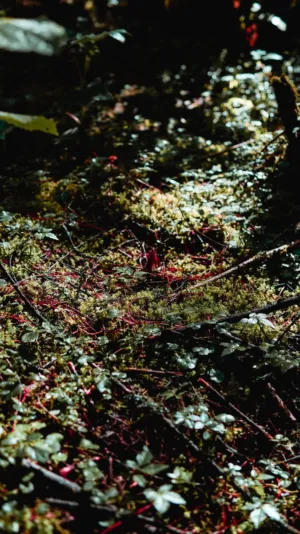 Mossy Forest Floor