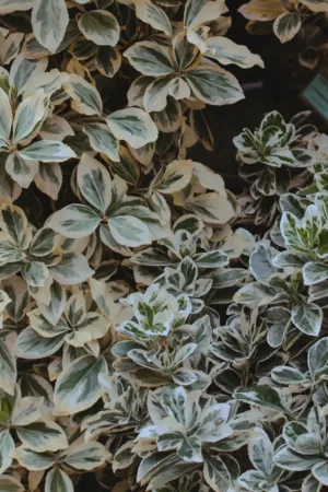 Variegated Leaves