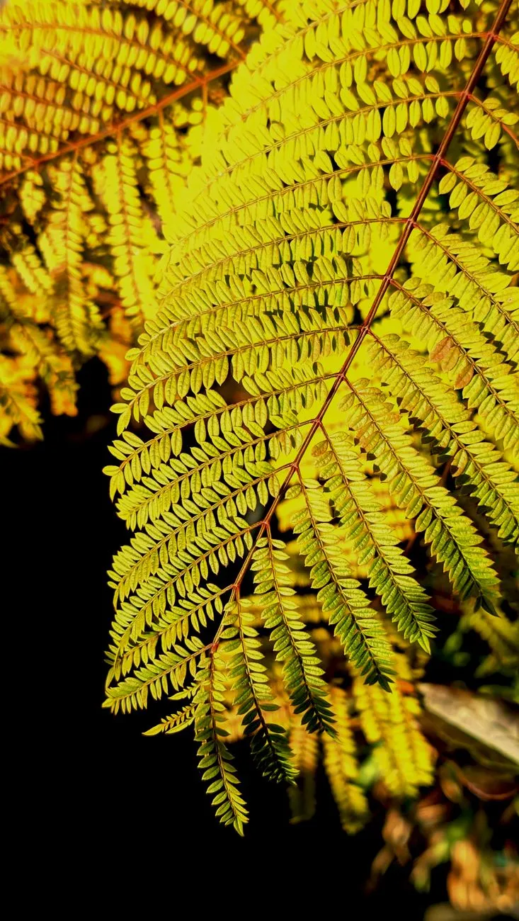 Golden Ferns