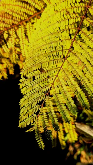 Golden Ferns