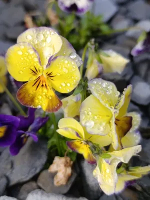 Rainy Day Flowers