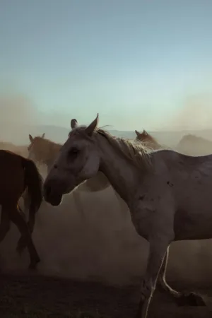 Wild Horses In Dusty Field
