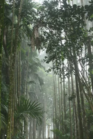 Rainforest Canopy