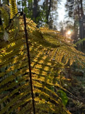 Sunlit Ferns