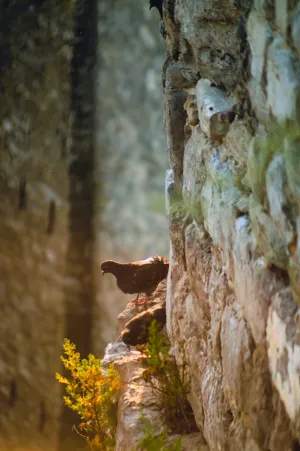 Pigeons On A Stone Wall