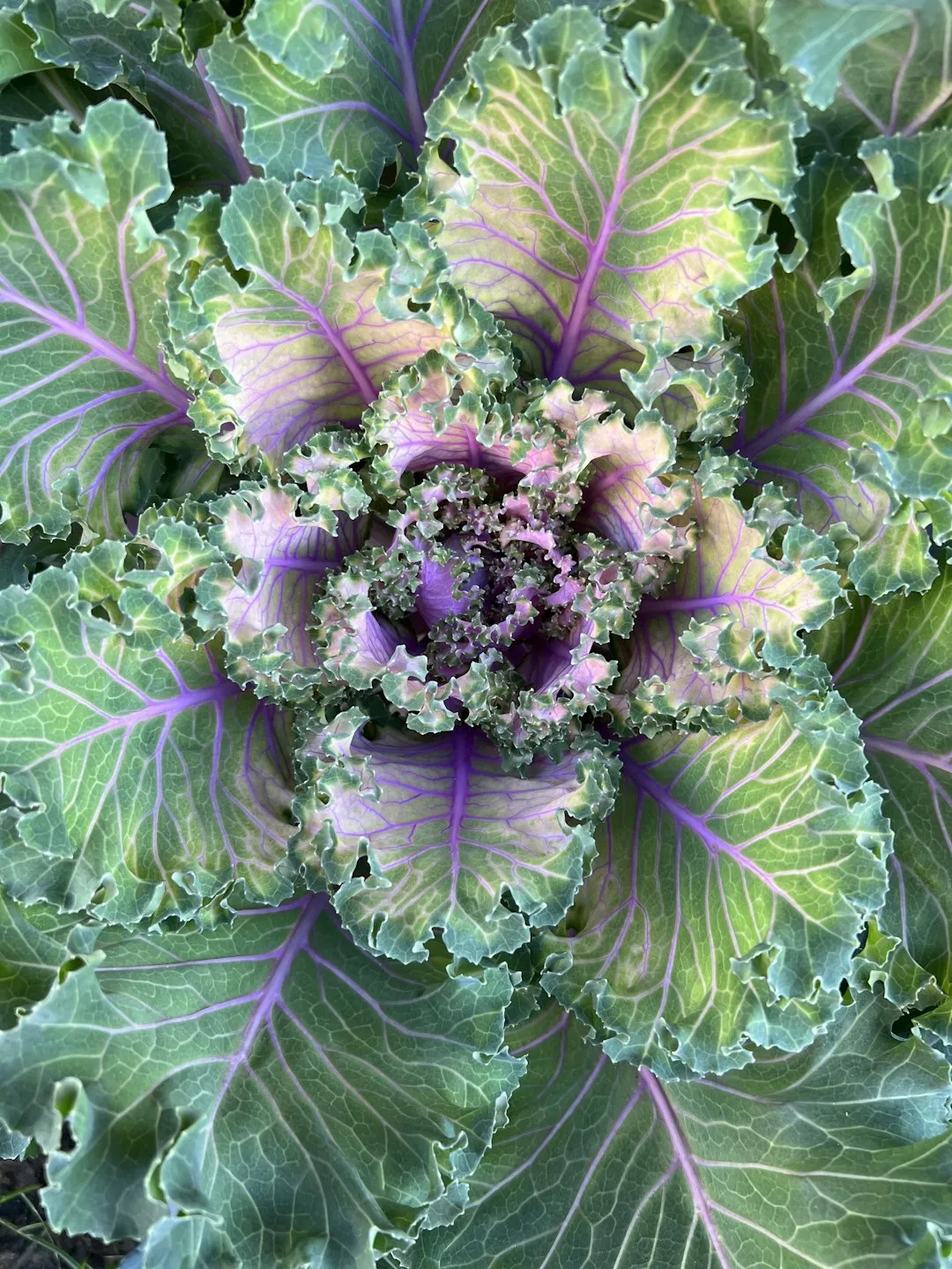Purple And Green Leafy Plant